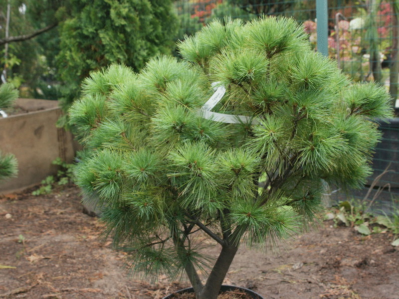 Conifers and bushes