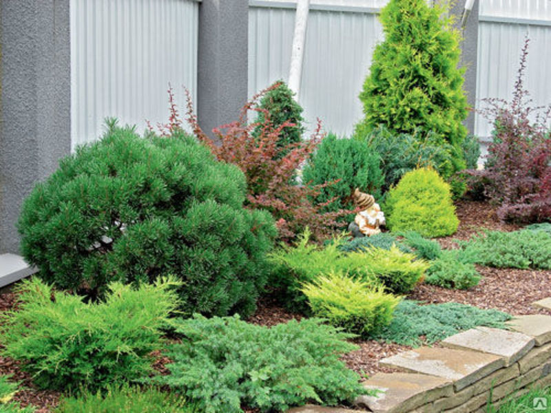 Planting a coniferous tree in open ground