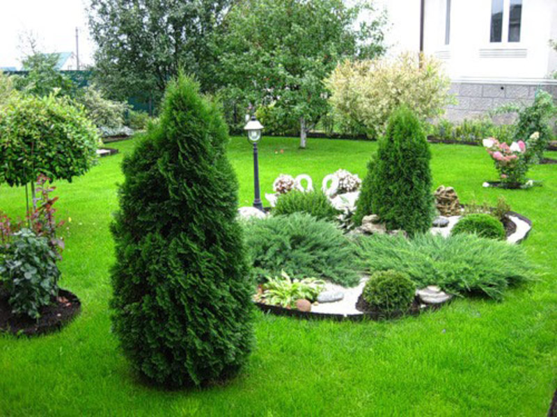 How to prepare the soil for a coniferous tree