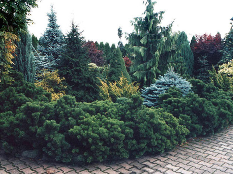 Varieties of conifers