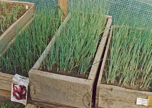 Rules for growing onions from seeds