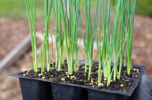 Onion seedlings