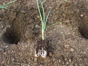 Planting and caring for onions