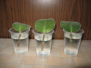 The nuances of growing violets from a leaf in containers with water