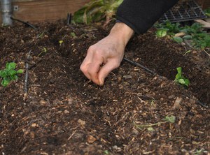 Preparing and sowing cucumber seeds for growing seedlings