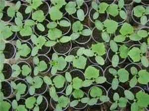 How to plant cucumber seedlings