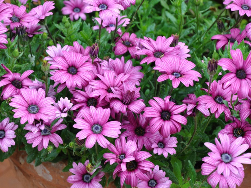 Dimorphoteka with curly corolla petals