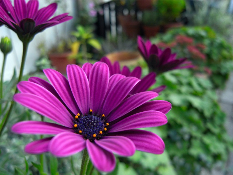 Dimorphote with curly corolla petals.