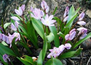 Flowers for the garden