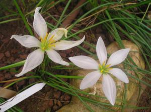 Planting and caring for bulbous flowers