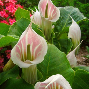 Garden flowers