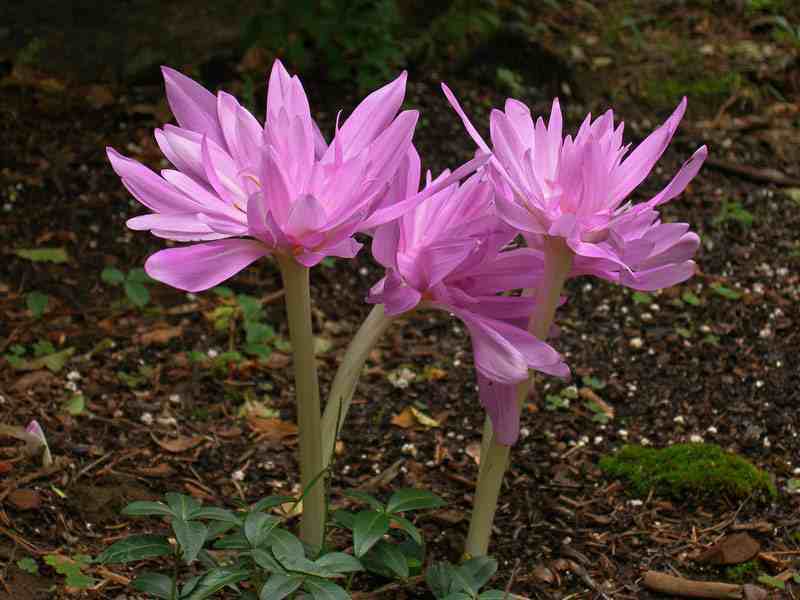 Planting a bulbous flower