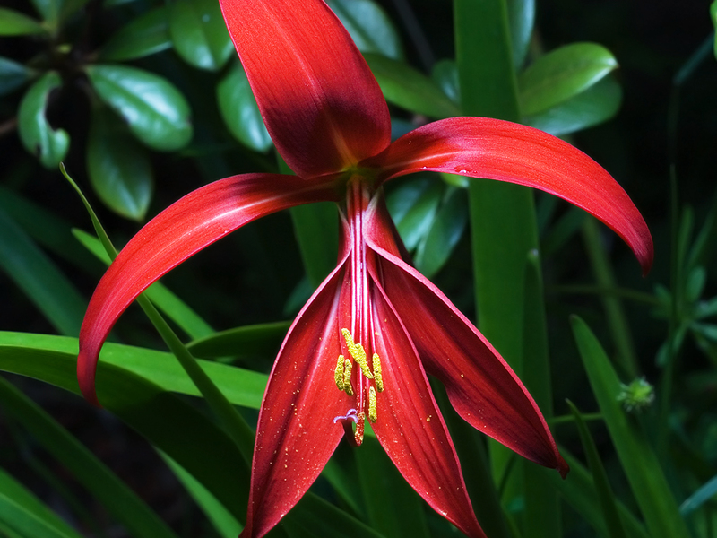 Flower bird