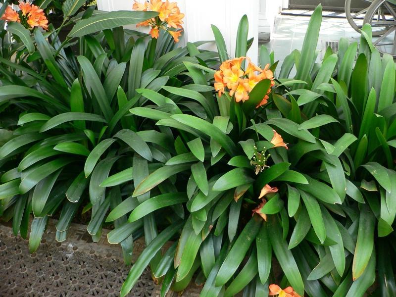 Summer cottage flowers bulbous