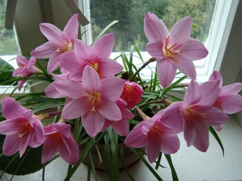 Flowers for the garden