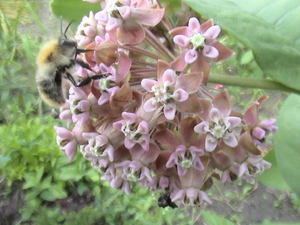 Planting and caring for a flower vatnik