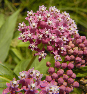 Flowering fleece