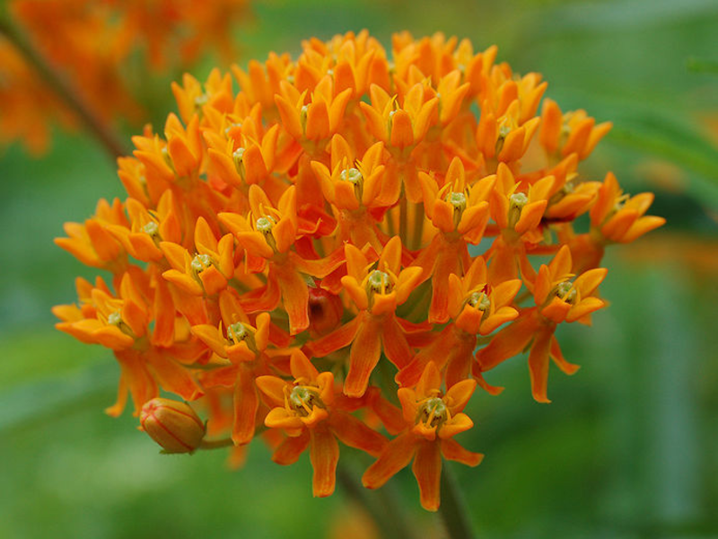 Vatochnik and its flowering