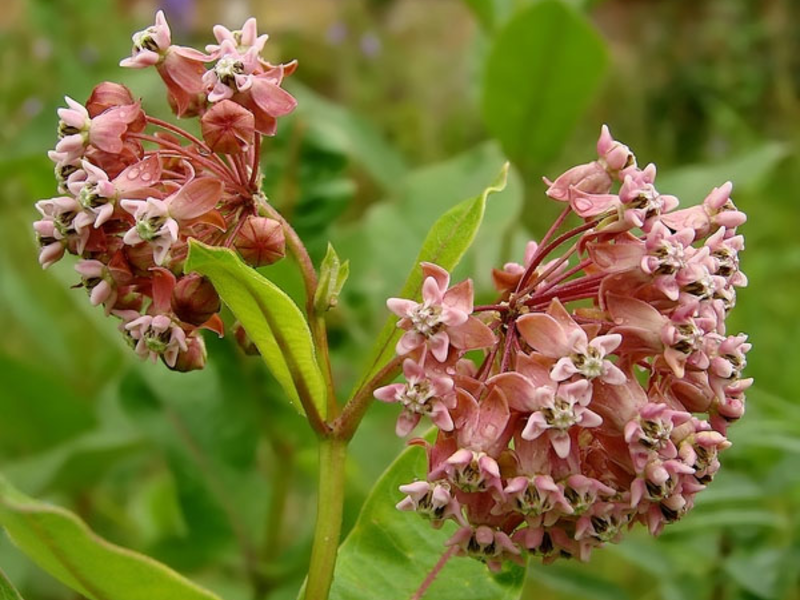 Beautiful flower wadder