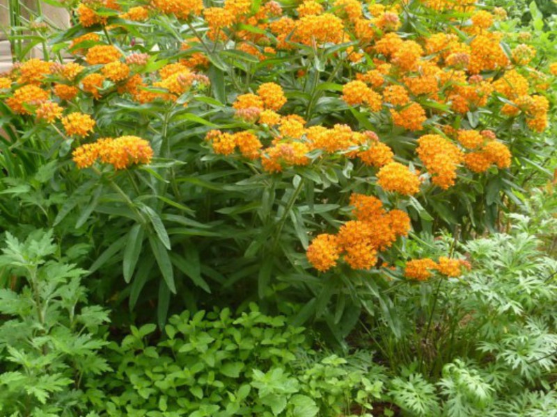 Flowering period of fleece