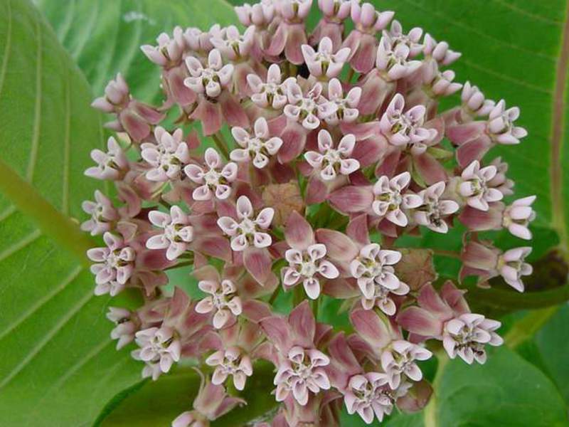 Tuberose cotton wool