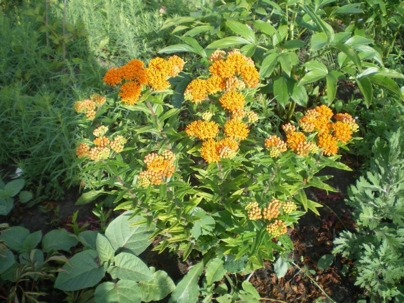 Flowering fleece