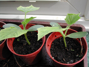 How to grow cucumber seedlings