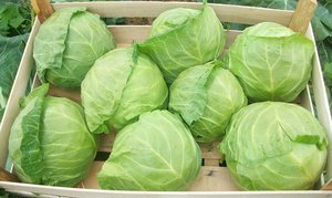 Types of late cabbage