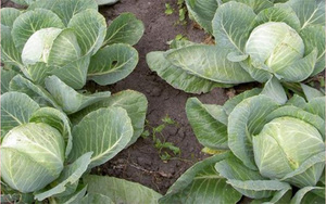 How to grow a late variety of cabbage