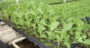 Growing cabbage