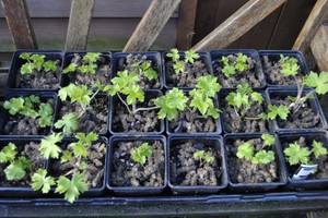 Delphinium growing rules