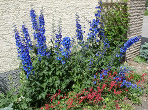 Delphinium flower