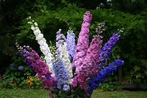 Blooming delphinium