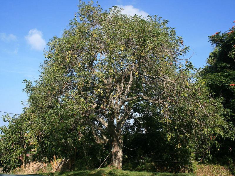 Characteristics of the growth of the avocado tree