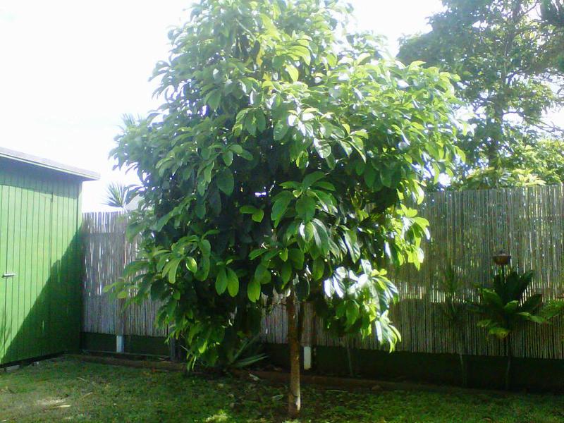 Expert advice on how to grow an avocado tree on your site