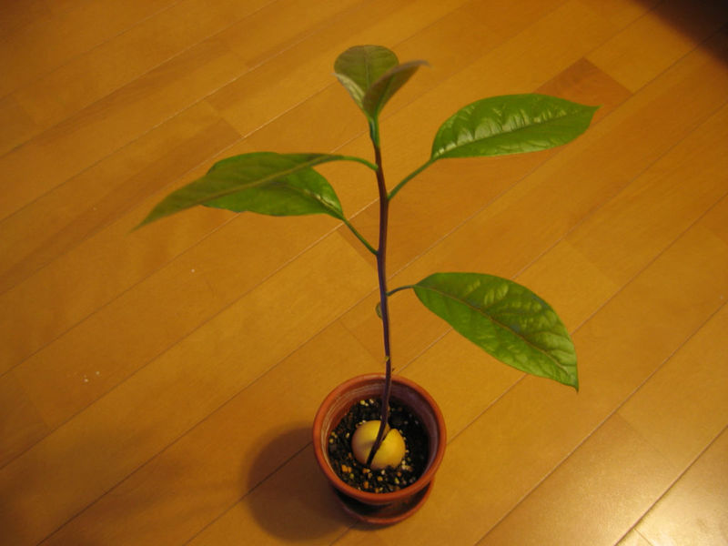 Caring for your avocado plant at home