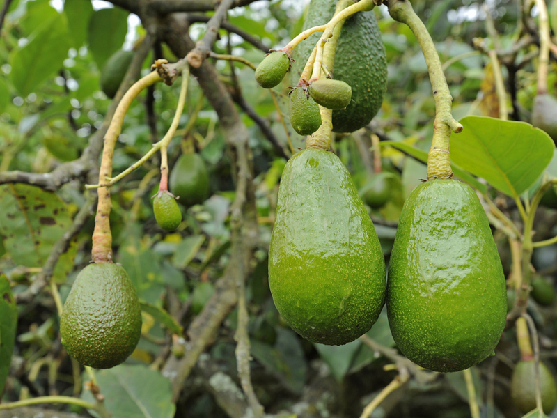 Description of avocado fruit