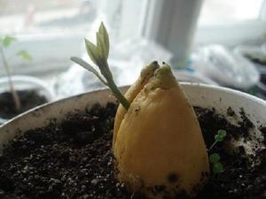 The nuances of growing an avocado tree at home