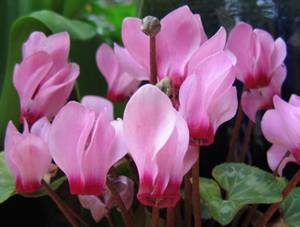 Varieties of cyclamen