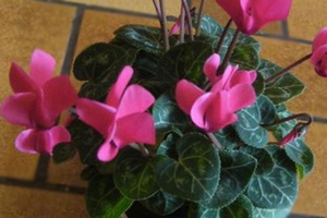 Watering cyclamen