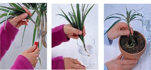 Description of dracaena breeding methods