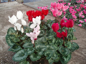 Cyclamen disease