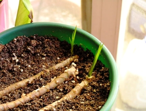 Instructions for propagating dracaena stem cuttings