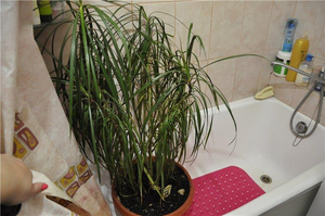 Description of the necessary care for dracaena