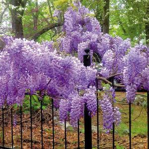 How to grow wisteria in the suburbs