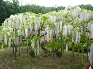 Wisteria flower scent.