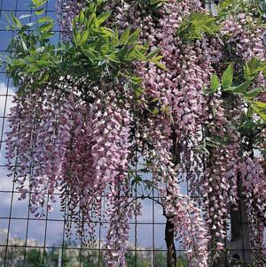 Growing wisteria