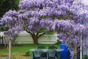 How to properly care for wisteria