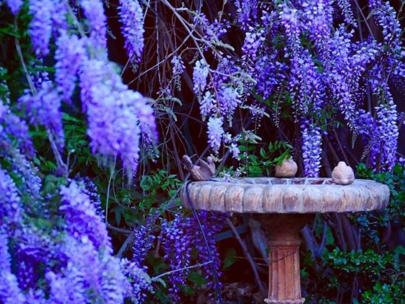 Blooming wisteria