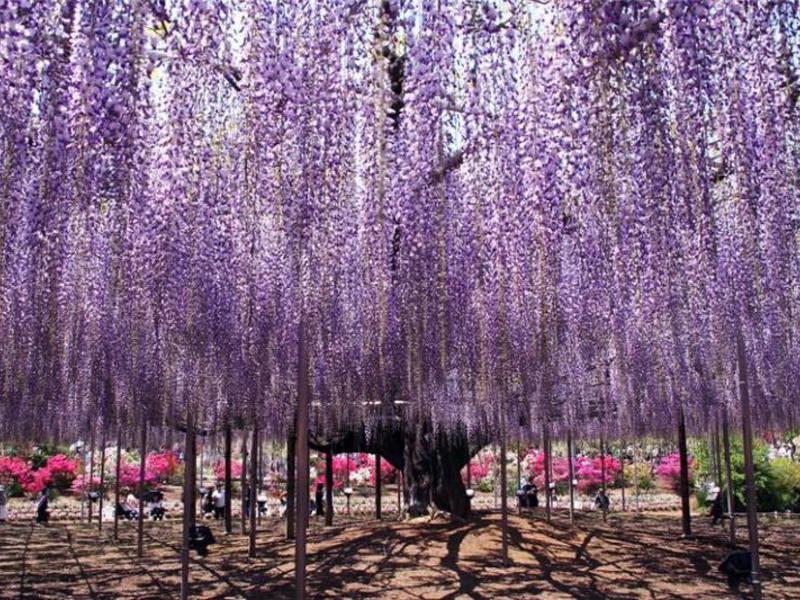 How to grow wisteria in the suburbs